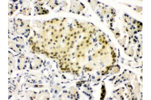 Anti- PAX6 Picoband antibody, IHC(P) IHC(P): Rat Pancreas Tissue (PAX6 Antikörper  (Middle Region))