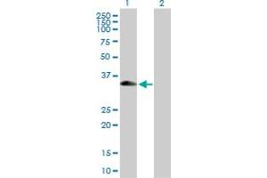 Western Blot analysis of XAF1 expression in transfected 293T cell line by XAF1 MaxPab polyclonal antibody. (XAF1 Antikörper  (AA 1-301))