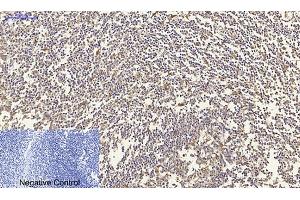 Immunohistochemical analysis of paraffin-embedded human tonsil tissue.