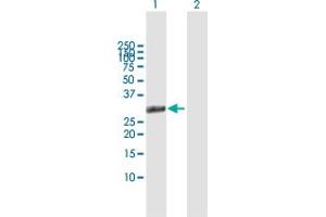Western Blot analysis of HOXB1 expression in transfected 293T cell line by HOXB1 MaxPab polyclonal antibody.