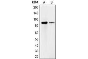 Western blot analysis of Cadherin 18 expression in A549 (A), HeLa (B) whole cell lysates.