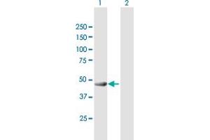 Western Blot analysis of GAS7 expression in transfected 293T cell line by GAS7 MaxPab polyclonal antibody.