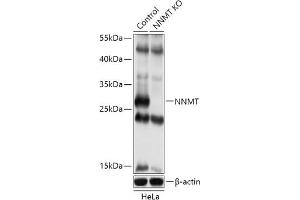 Western blot analysis of extracts of various cell lines, using NNMT antibody (ABIN7268908) at 1:500 dilution. (NNMT Antikörper  (AA 1-264))