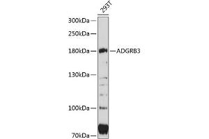 Western blot analysis of extracts of 293T cells, using  antibody (ABIN6127781, ABIN6136569, ABIN6136570 and ABIN6215520) at 1:3000 dilution. (BAI3 Antikörper  (AA 70-280))