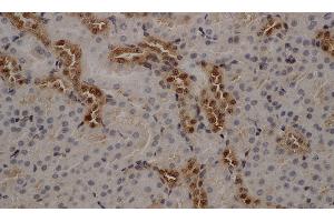 Immunohistochemistry of paraffin-embedded Mouse kidney using ANXA5 Polyclonal Antibody at dilution of 1:50 (Annexin V Antikörper)