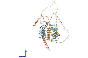 AlphaFold protein structure predicition of Mouse Recombinant Bcl6b Protein, UniprotID O88282