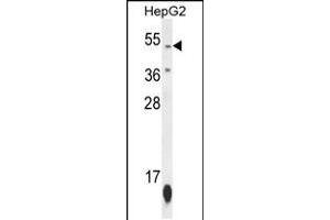 Western blot analysis in HepG2 cell line lysates (35ug/lane). (ZNF566 Antikörper  (N-Term))