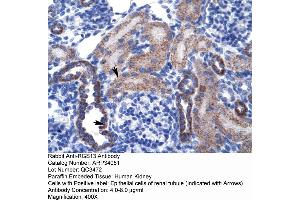 Human kidney (RGS13 Antikörper  (Middle Region))