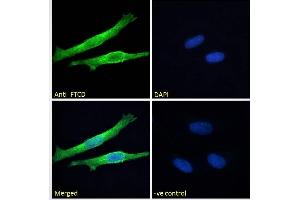 ABIN185268 Immunofluorescence analysis of paraformaldehyde fixed HeLa cells, permeabilized with 0. (FTCD Antikörper  (Internal Region))