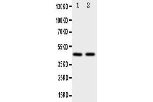 Anti-Flotillin 2 antibody, Western blotting Lane 1: Rat Lung Tissue Lysate Lane 2: 293T Cell Lysate
