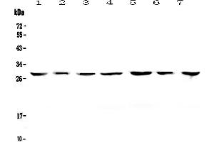 Western blot analysis of 14-3-3 zeta/delta using anti-14-3-3 zeta/delta antibody . (14-3-3 zeta Antikörper)