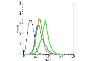 293FT cells probed with Rabbit Anti-RAI3 Polyclonal Antibody, Unconjugated  at 1:20 for 30 minutes followed by incubation with a conjugated secondary -FITC) (green) for 30 minutes compared to control cells (blue), secondary only (light blue) and isotype control (orange). (GPRC5A Antikörper  (AA 1-33))