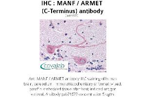 Image no. 1 for anti-Mesencephalic Astrocyte-Derived Neurotrophic Factor (MANF) (C-Term) antibody (ABIN1736691) (MANF Antikörper  (C-Term))