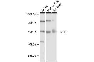 Western blot analysis of extracts of various cell lines, using RTCB Antibody (ABIN6127939, ABIN6147287, ABIN6147288 and ABIN6214508) at 1:1000 dilution. (C22orf28 Antikörper  (AA 236-505))