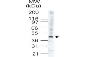 Western blot analysis of TRIB3 in human liver lysate (TRIB3 polyclonal antibody, Cat # PAB0336) . (TRIB3 Antikörper  (AA 315-332))