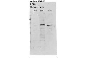 Image no. 2 for anti-Heterogeneous Nuclear Ribonucleoprotein F (HNRNPF) antibody (ABIN108581) (HNRNPF Antikörper)