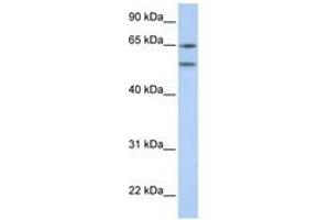Image no. 1 for anti-5-Hydroxytryptamine (serotonin) Receptor 2A (HTR2A) (N-Term) antibody (ABIN6741497) (HTR2A Antikörper  (N-Term))