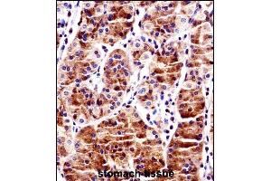 Immunohistochemistry (Paraffin-embedded Sections) (IHC (p)) image for anti-Recombination Signal Binding Protein For Immunoglobulin kappa J Region (RBPJ) (AA 1-29), (N-Term) antibody (ABIN1538823)