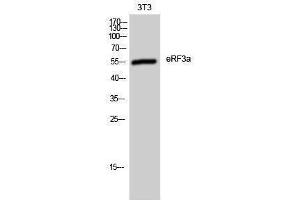 Western Blotting (WB) image for anti-G1 To S Phase Transition 1 (GSPT1) (Internal Region) antibody (ABIN3180614)