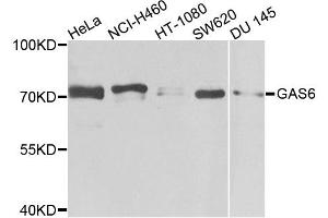 Western blot analysis of extracts of various cell lines, using GAS6 antibody. (GAS6 Antikörper)