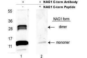 Western blot using  affinity purified anti-NAG-1/GDF15 (C-terminal) antibody shows detection NAG-1 purified from CHO cells as a 14 kDa band corresponding to monomer and a 28 kDa band corresponding to dimerized NAG-1. (GDF15 Antikörper  (C-Term))