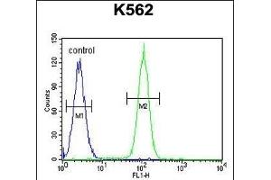 DDX27 Antibody (C-term) (ABIN655057 and ABIN2844686) flow cytometric analysis of K562 cells (right histogram) compared to a negative control cell (left histogram). (DDX27 Antikörper  (C-Term))
