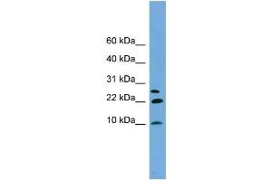 WB Suggested Anti-NNAT Antibody Titration: 0. (Neuronatin (NNAT) (Middle Region) Antikörper)