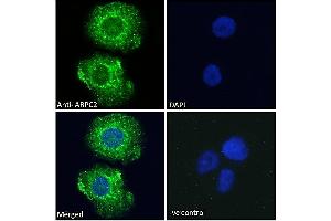 ABIN184748 Immunofluorescence analysis of paraformaldehyde fixed A431 cells, permeabilized with 0. (ARPC2 Antikörper  (C-Term))