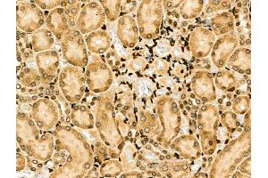 ABIN6257371 and ABIN6274204 at 1/100 staining Rat kidney tissue by IHC-P. (NFYA Antikörper  (C-Term))