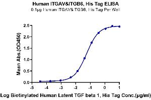 Immobilized Human ITGAV&ITGB6, His Tag at 1 μg/mL (100 μL/Well) on the plate. (Integrin alpha V beta 6 (ITGAV & ITGB6) Heterodimer (AA 31-992) protein (His-Avi Tag))