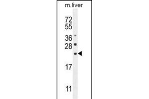 CLEC2L Antibody (N-term) (ABIN654865 and ABIN2844524) western blot analysis in mouse liver tissue lysates (35 μg/lane). (CLEC2L Antikörper  (N-Term))