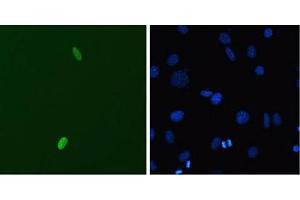 Immunofluorescence (IF) image for anti-Double Homeobox 4 (DUX4) (C-Term) antibody (ABIN6655475)