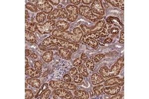 Immunohistochemical staining of human kidney with C15orf23 polyclonal antibody  shows strong cytoplasmic positivity in tubular cells at 1:50-1:200 dilution. (KNSTRN Antikörper)