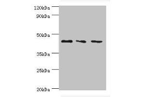 Western blot All lanes: CHI3L2 antibody at 4 μg/mL Lane 1: Hela whole cell lysate Lane 2: Rat brain tissue Lane 3: A431 whole cell lysate Secondary Goat polyclonal to rabbit IgG at 1/10000 dilution Predicted band size: 44, 35, 43 kDa Observed band size: 44 kDa (CHI3L2 Antikörper  (AA 27-390))