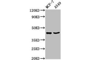 Western Blot Positive WB detected in: MCF-7 whole cell lysate, A549 whole cell lysate All lanes: EGR3 antibody at 3. (EGR3 Antikörper  (AA 201-281))