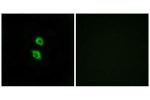 Immunofluorescence (IF) image for anti-Arylsulfatase D (ARSD) (Internal Region) antibody (ABIN1850804) (Arylsulfatase D Antikörper  (Internal Region))