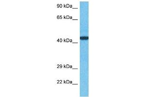 Host:  Rabbit  Target Name:  ZN410  Sample Type:  MCF7 Whole Cell lysates  Antibody Dilution:  1. (ZN410 Antikörper  (C-Term))