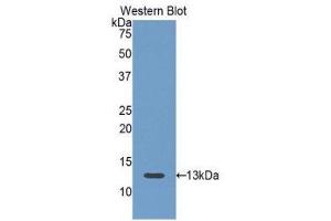 Western Blotting (WB) image for anti-Follicle Stimulating Hormone Receptor (FSHR) (AA 18-113) antibody (ABIN1175881)