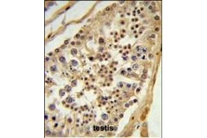 L1TD1 Antibody (C-term) (ABIN651433 and ABIN2840237) IHC analysis in formalin fixed and paraffin embedded testis tissue followed by peroxidase conjugation of the secondary antibody and DAB staining. (L1TD1 Antikörper  (C-Term))