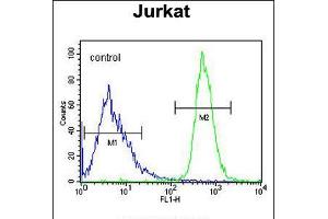 Flow cytometric analysis of Jurkat cells (right histogram) compared to a negative control cell (left histogram). (FFAR3 Antikörper  (C-Term))