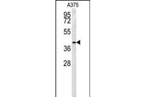 S35B2 Antibody (C-term) (ABIN653997 and ABIN2843933) western blot analysis in  cell line lysates (35 μg/lane). (SLC35B2 Antikörper  (C-Term))