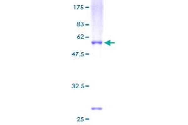 NR0B2 Protein (AA 1-257) (GST tag)