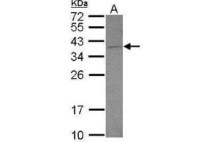 WB Image Sample (30 ug of whole cell lysate) A: U87-MG 12% SDS PAGE antibody diluted at 1:500 (DNAJB6 Antikörper  (Center))