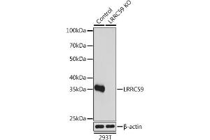 Western blot analysis of extracts from normal (control) and LRRC59 knockout (KO) 293T cells, using LRRC59 antibody (ABIN7268220) at 1:1000 dilution. (LRRC59 Antikörper  (AA 1-244))