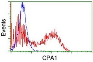 Image no. 3 for anti-Carboxypeptidase A1 (Pancreatic) (CPA1) antibody (ABIN1497591) (CPA1 Antikörper)