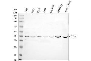 Western blot analysis of CCN1/CYR61 using anti-CCN1/CYR61 antibody (ABIN3042351).
