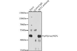 Immunoprecipitation analysis of 200 μg extracts of Raji cells, using 3 μg p47phox/NCF1 antibody (ABIN3021550, ABIN3021551, ABIN3021552 and ABIN6215231). (NCF1 Antikörper  (AA 1-390))