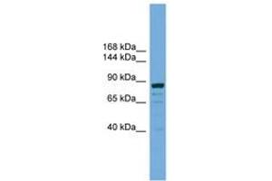 Image no. 1 for anti-Autophagy Related 9B (ATG9B) (AA 851-900) antibody (ABIN6745467) (ATG9B Antikörper  (AA 851-900))