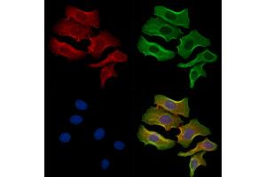 ABIN6261419 and ABIN6278340 staining Hela cells by IF/ICC. (EBI3 Antikörper  (N-Term))