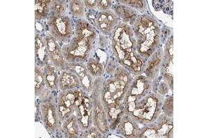 Immunohistochemical staining of human kidney with VSTM2A polyclonal antibody  shows distinct positivity in cytoplasm and luminal membranes. (VSTM2A Antikörper)
